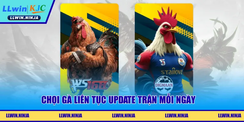 Chọi gà liên tục update trận mỗi ngày