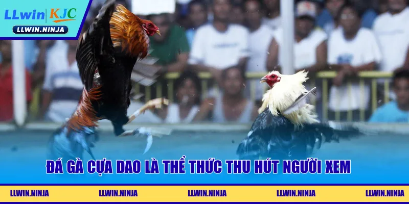 Đá gà cựa dao là thể thức thu hút người xem