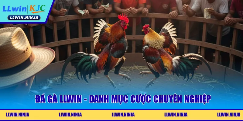 Đá gà LLwin - Danh mục cược chuyên nghiệp