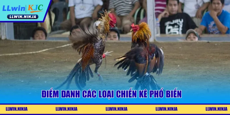 Điểm danh các loại chiến kê phổ biến