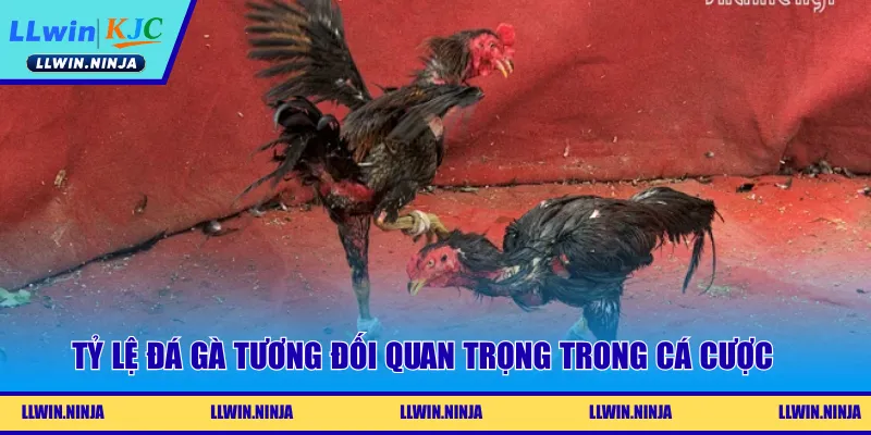 Tỷ lệ đá gà tương đối quan trọng trong cá cược